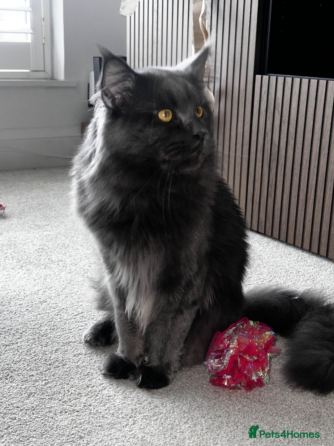 Maine Coon cats for sale: Rare Maine Coon/Russian Blue Kittens - Image 19