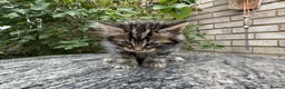 Maine Coon cats for sale: Maine Coon Bengal Cross Kittens - Advert 28