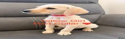 Labrador Retriever dogs for sale: Labrador Puppies For Sale - Advert 8