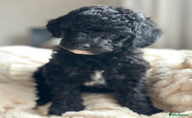 Poochon dogs - Advert 1