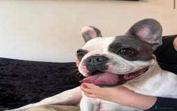 French Bulldog dogs for sale: French Bulldog  - Image 6
