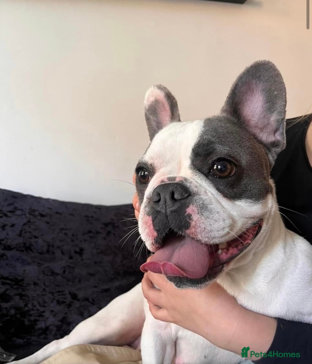 French Bulldog dogs for sale: French Bulldog  - Image 6