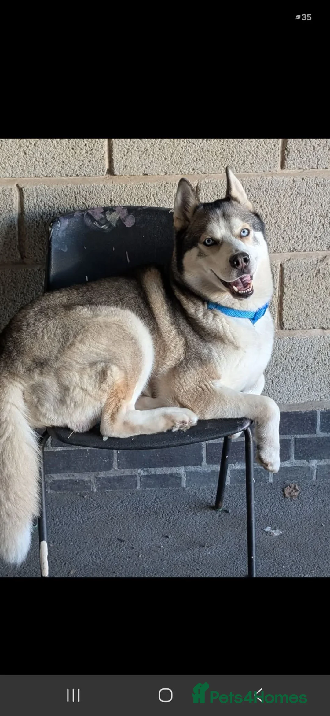 Siberian Husky dogs for sale: Husky  - Advert 1