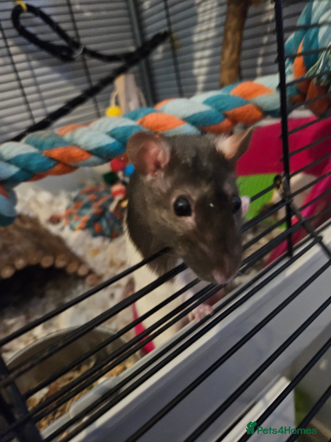 Rat rodents for sale: 2 female rats  - Image 2