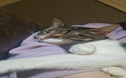 Mixed Breed cats for sale: 2 kittens for sale - Advert 6