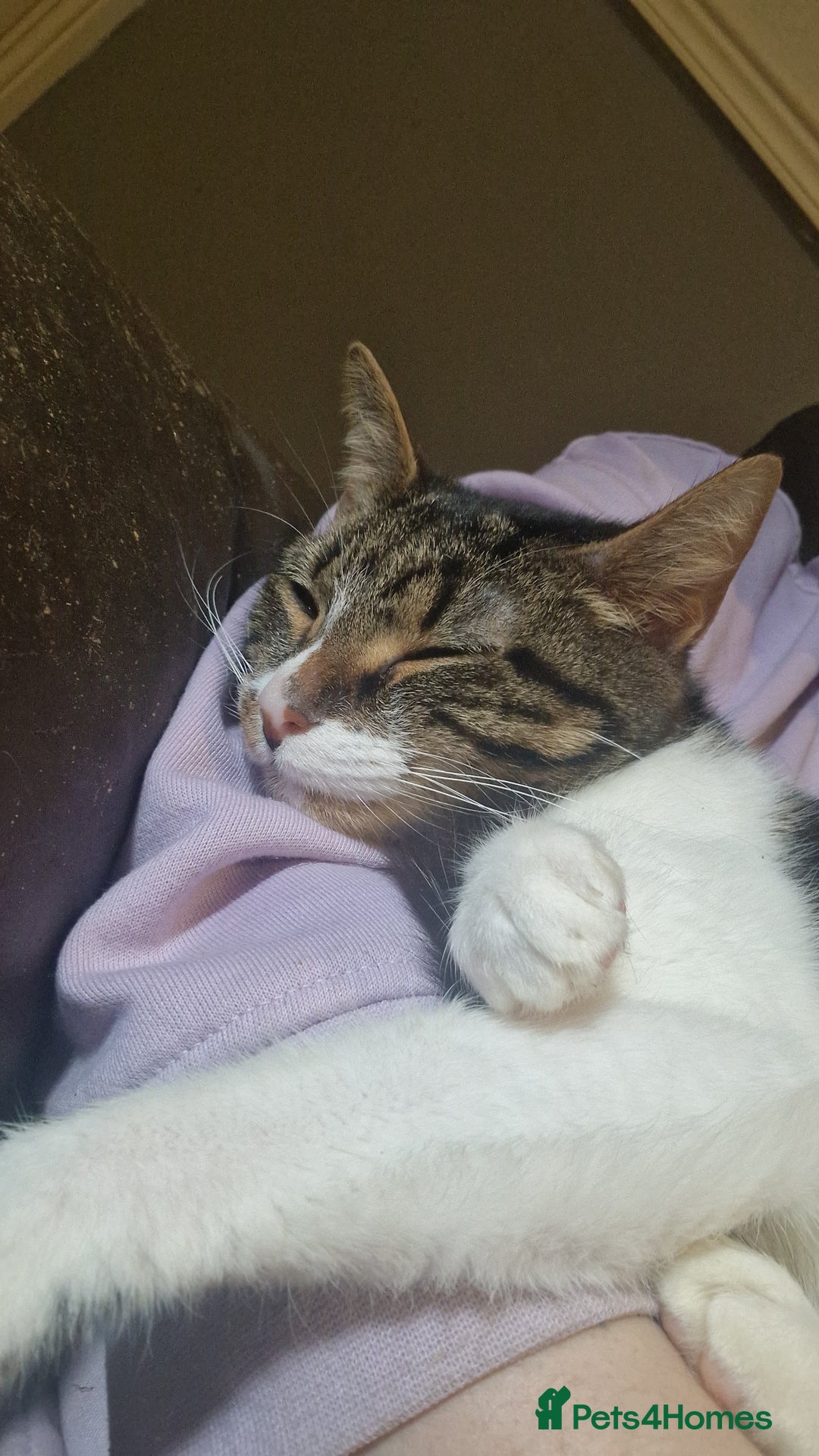 Mixed Breed cats for sale: 2 kittens for sale - Advert 6