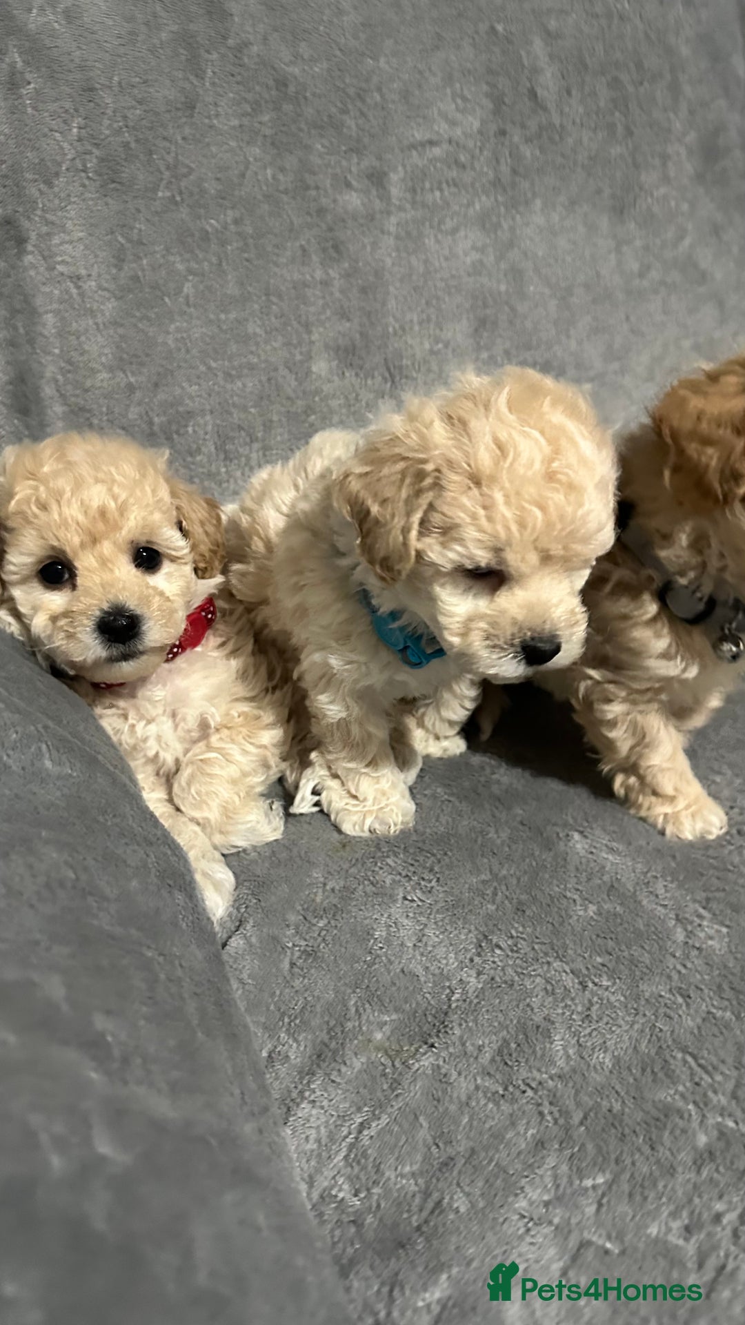 Maltipoo dogs for sale: Gorgeous F1 Toy Maltipoo Puppies  - Advert 30