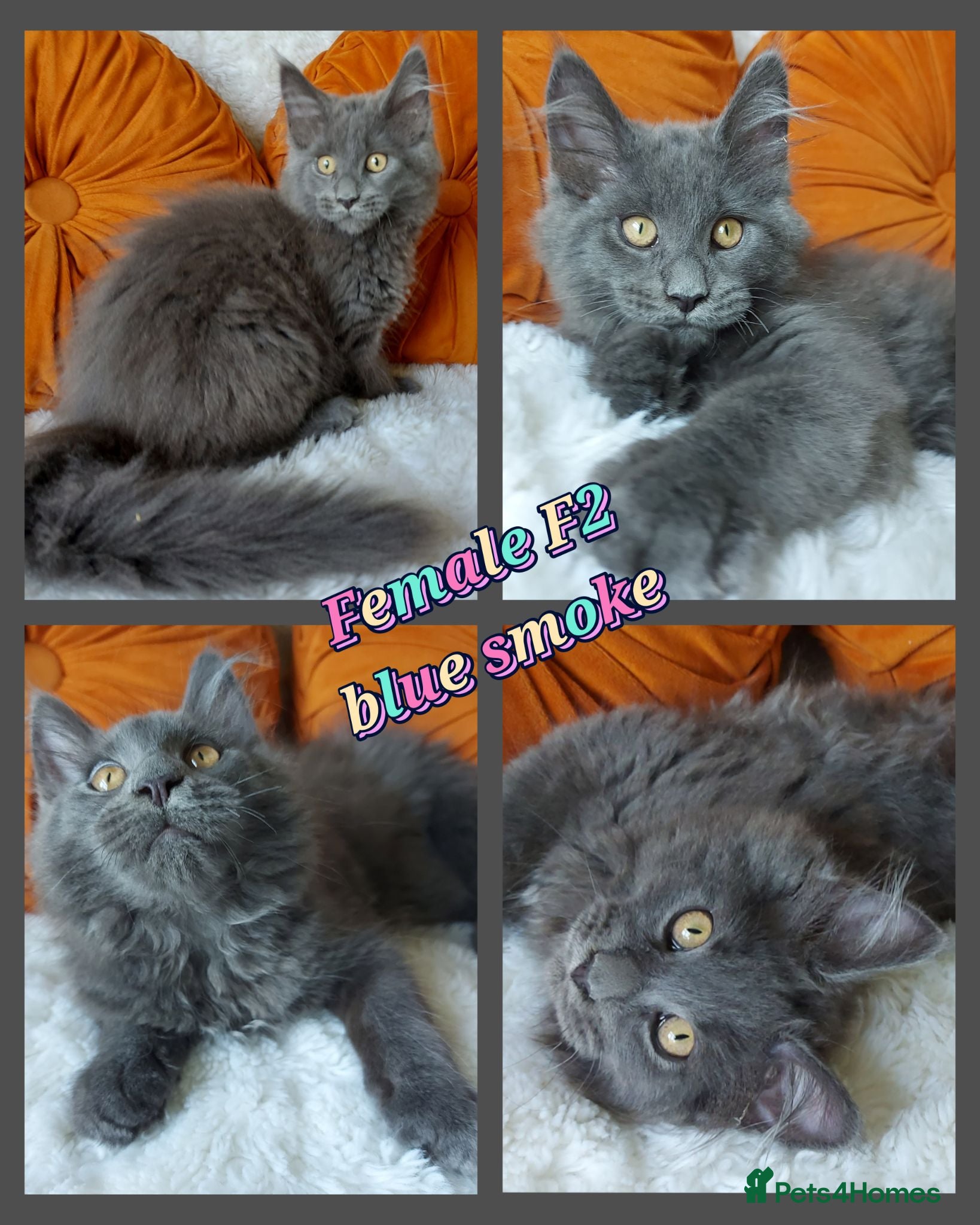 Maine Coon cats 🌟 Ready now 🌟 Russian Bloodline Maine Coons  - Advert 6