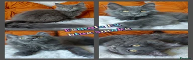 Maine Coon 5