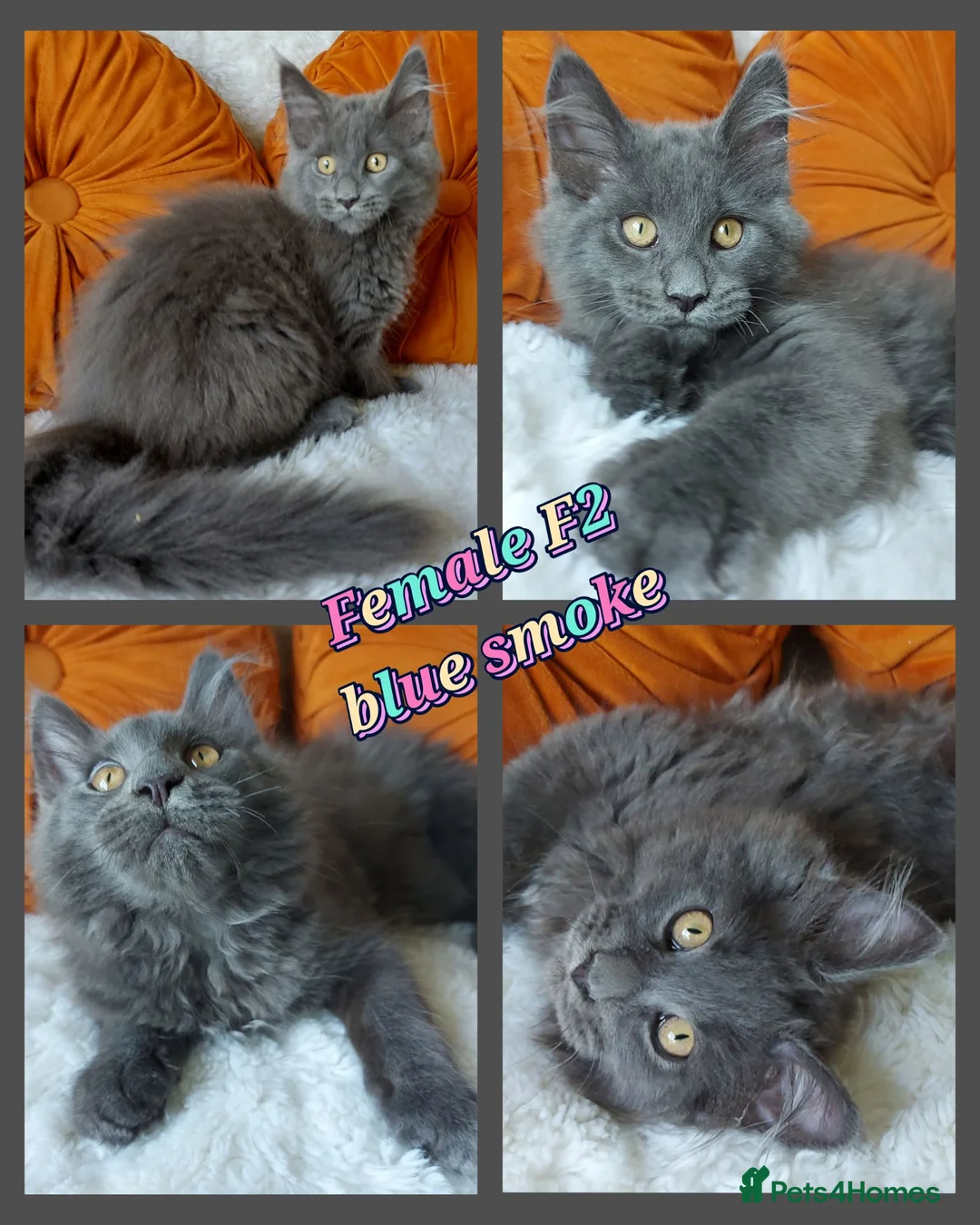 Maine Coon cats for sale: 🌟 Ready now 🌟 Russian Bloodline Maine Coons  - Advert 1