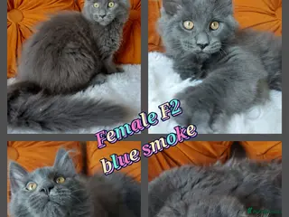 Maine Coon cats 🌟 Ready now 🌟 Russian Bloodline Maine Coons - Advert 13