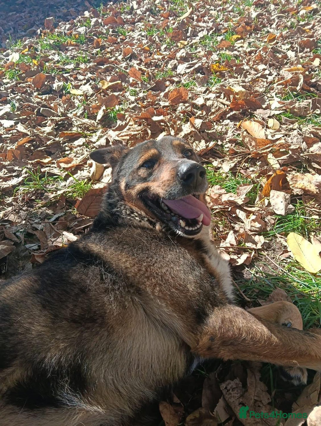 Mixed Breed dogs for adoption: Toshko, approx 10 yrs. Available for adoption. - Advert 9