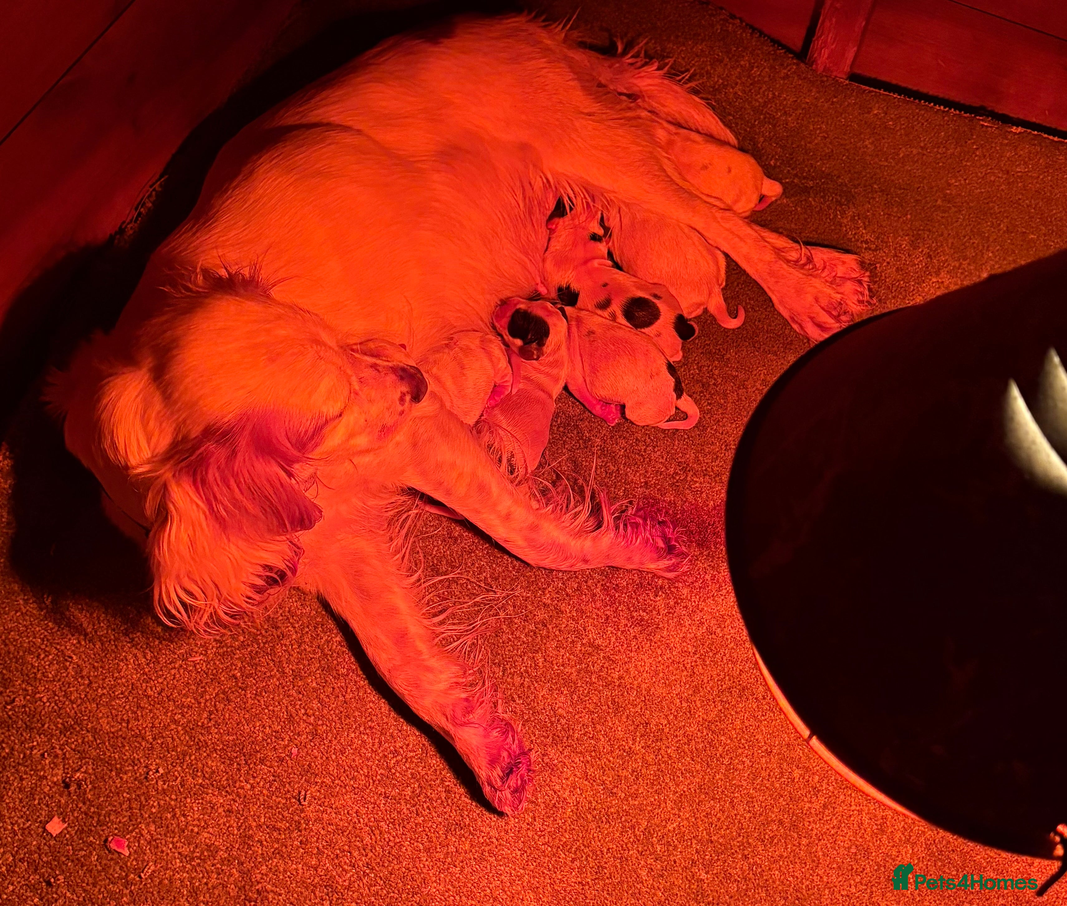 Cocker Spaniel dogs Adorable cocker spaniel puppies  - Advert 2