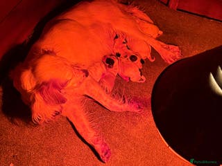 Cocker Spaniel dogs Adorable cocker spaniel puppies - Advert 1