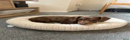 Miniature Dachshund dogs for sale: KC Registered Adult Minature Dachshund  in Market Drayton - Advert 4