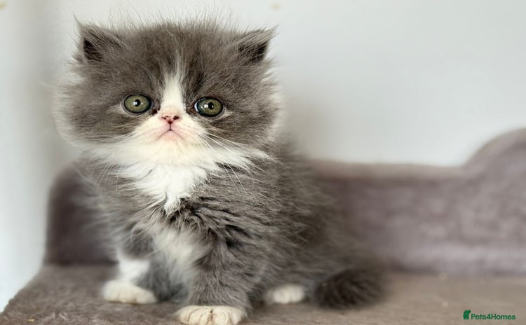 Persian cats - Advert 5