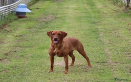 Labrador Retriever dogs for sale: KC REG FOX RED LABRADOR PUPPIES - Image 2