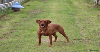Labrador Retriever dogs - Advert 3