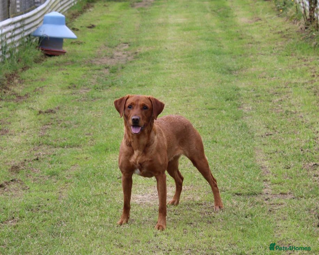 Labrador Retriever dogs for sale: KC REG FOX RED LABRADOR PUPPIES - Image 2