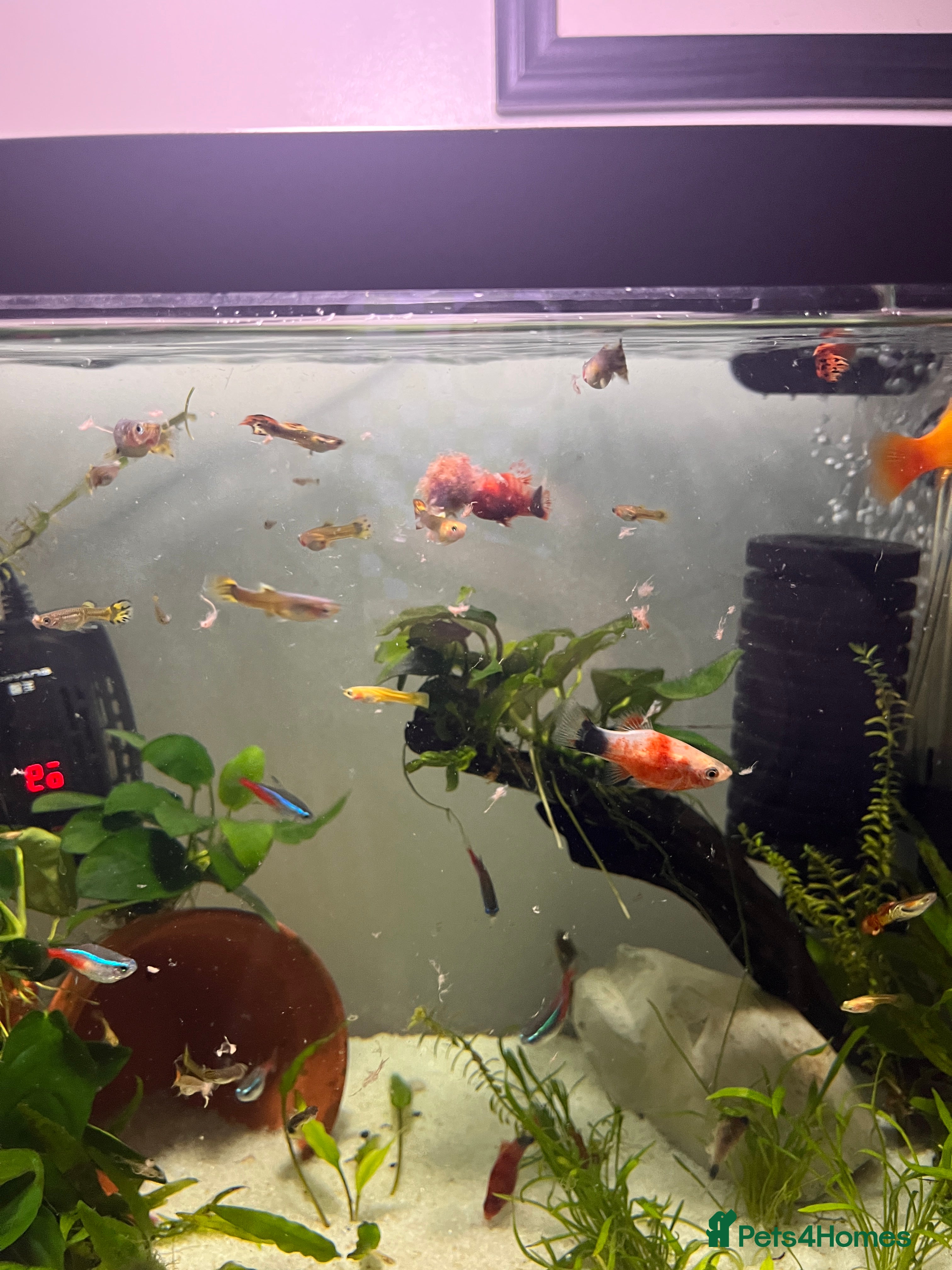 Live Bearers fish Guppies and Platys  - Advert 5