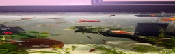 Live Bearers fish for sale: Guppies and Platys  - Advert 1