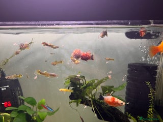 Live Bearers fish Guppies and Platys - Advert 5