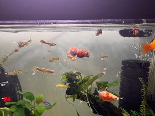 Live Bearers fish Guppies and Platys - Advert 2
