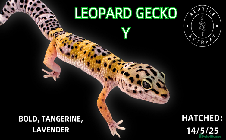 Leopard Gecko reptiles in Swadlincote - Advert 3