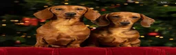 Miniature Dachshund dogs for sale: Kc registered mini smooth dachshunds  - Advert 3
