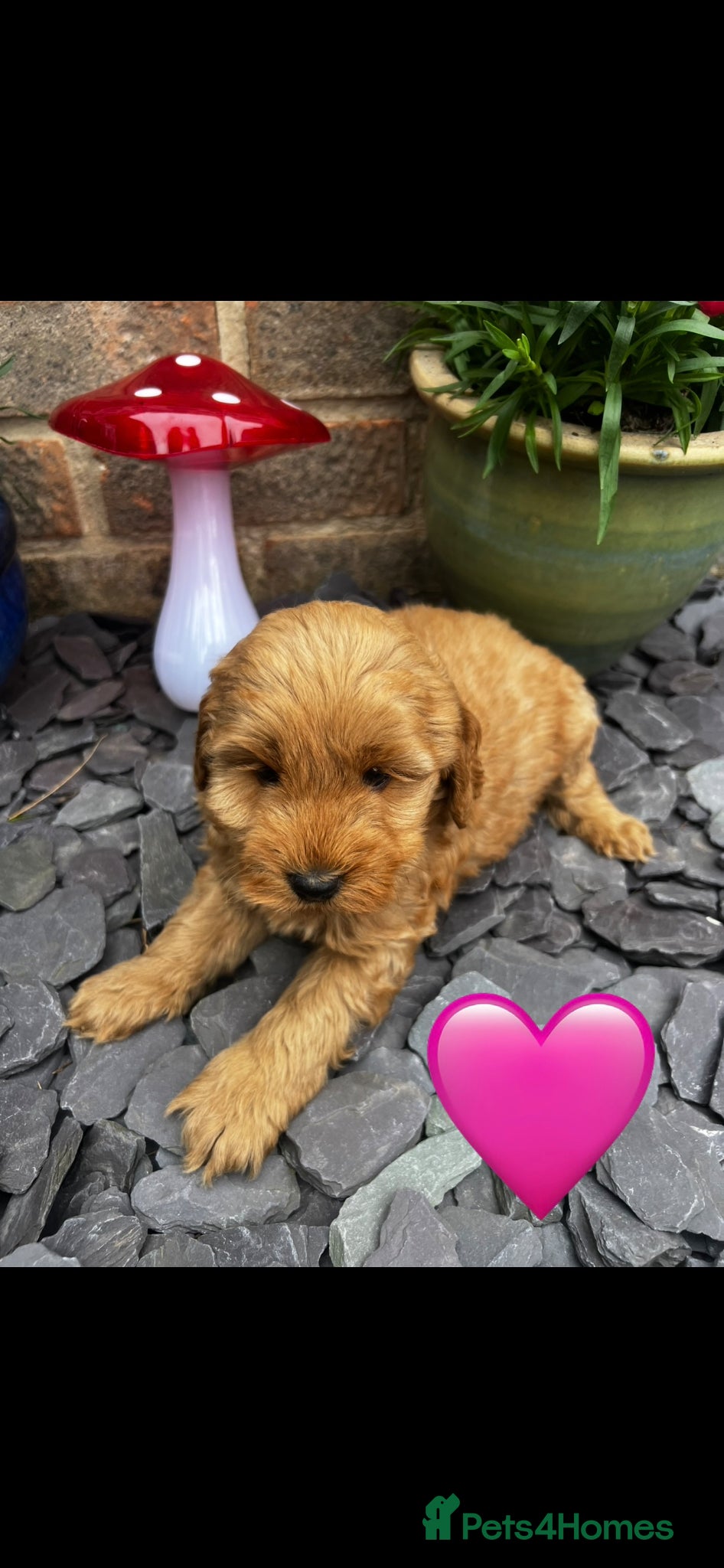 Cockapoo dogs F1b cockerpoos for sale - Advert 1