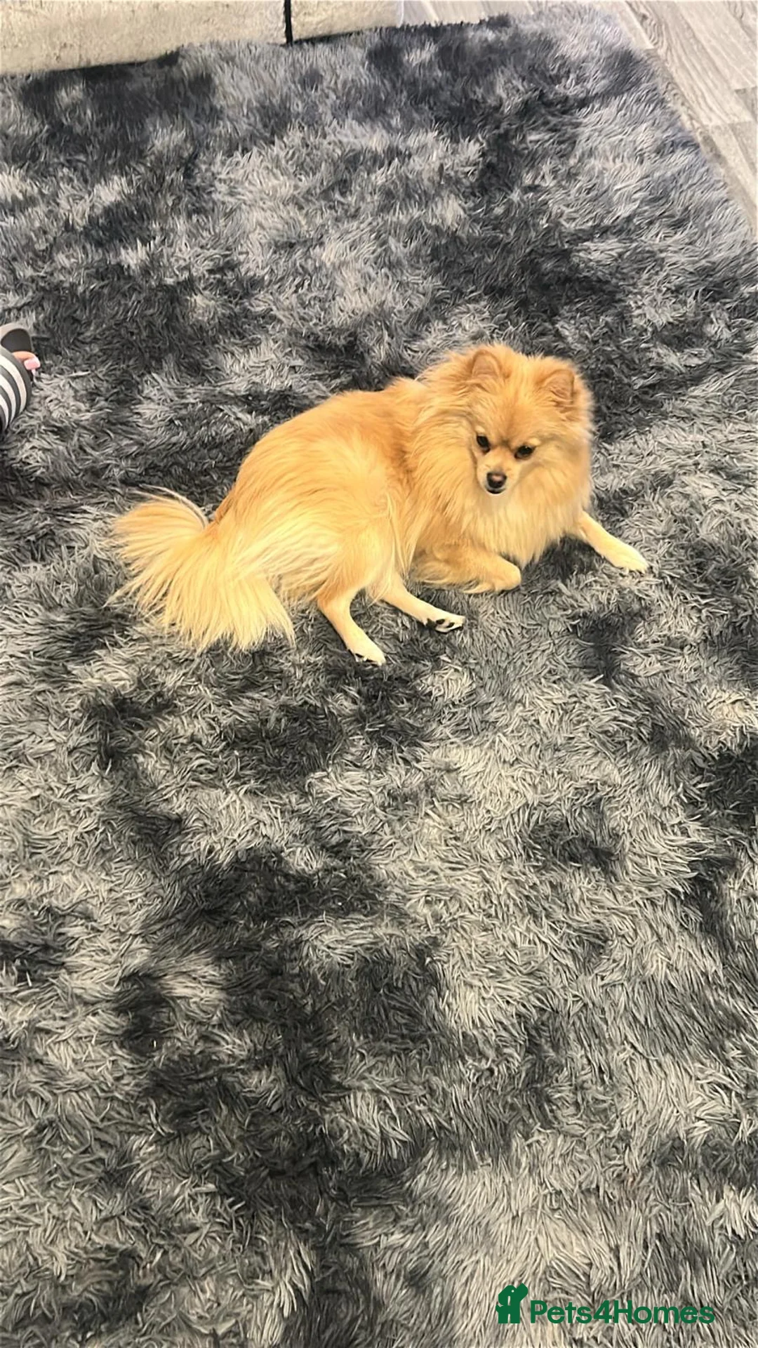 Pomchi dogs for sale: Happy - Advert 4