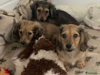 Miniature Dachshund dogs CREAM LONGHAIRED MIN DACHSHUNDS - Advert 2