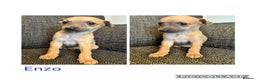 Italian Greyhound dogs for sale: Beautiful Italian Greyhounds - Advert 7
