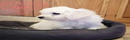 Bichon Frise dogs for sale: Bichon Frise Puppies in Llandysul - Advert 10