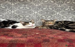 British Shorthair cats for sale: Both together  - Image 2