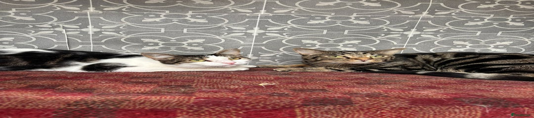 British Shorthair Kitten 1