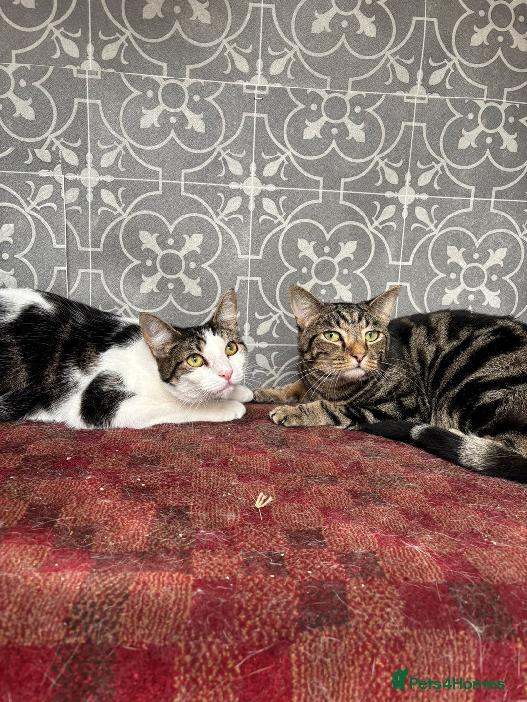 British Shorthair cats for sale: Both together  - Image 2