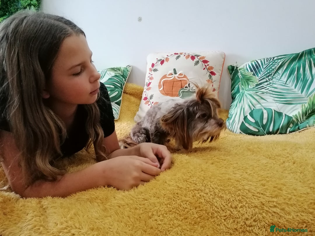 Yorkshire Terrier dogs for adoption: 💙🐶 COCO 🐶💙 - Image 16
