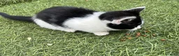 Mixed Breed cats for sale: Adorable kittens need a new place 🥰  - Advert 7