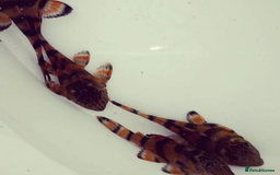 Plecos fish for sale: L Number Pleco Group for sale. - Image 2