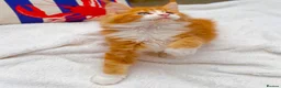 Maine Coon cats for sale: Pure breed beautiful main coon kitten  - Advert 7