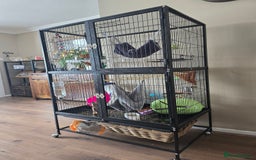 Rat rodents for sale: X2 male rats - Image 2