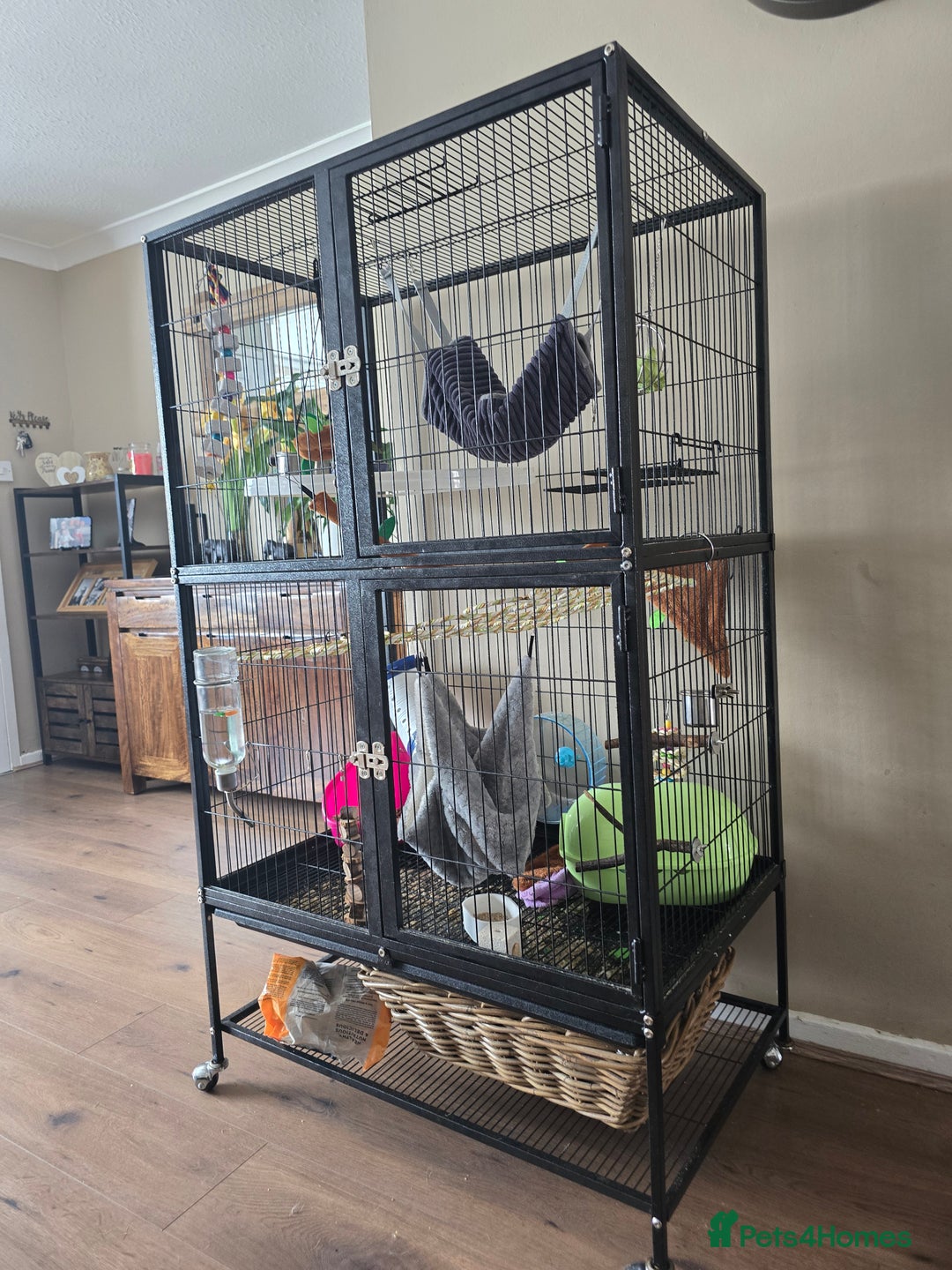Rat rodents for sale: X2 male rats - Image 2