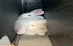 English Lop rabbits for sale: Rabbit  - Image 4
