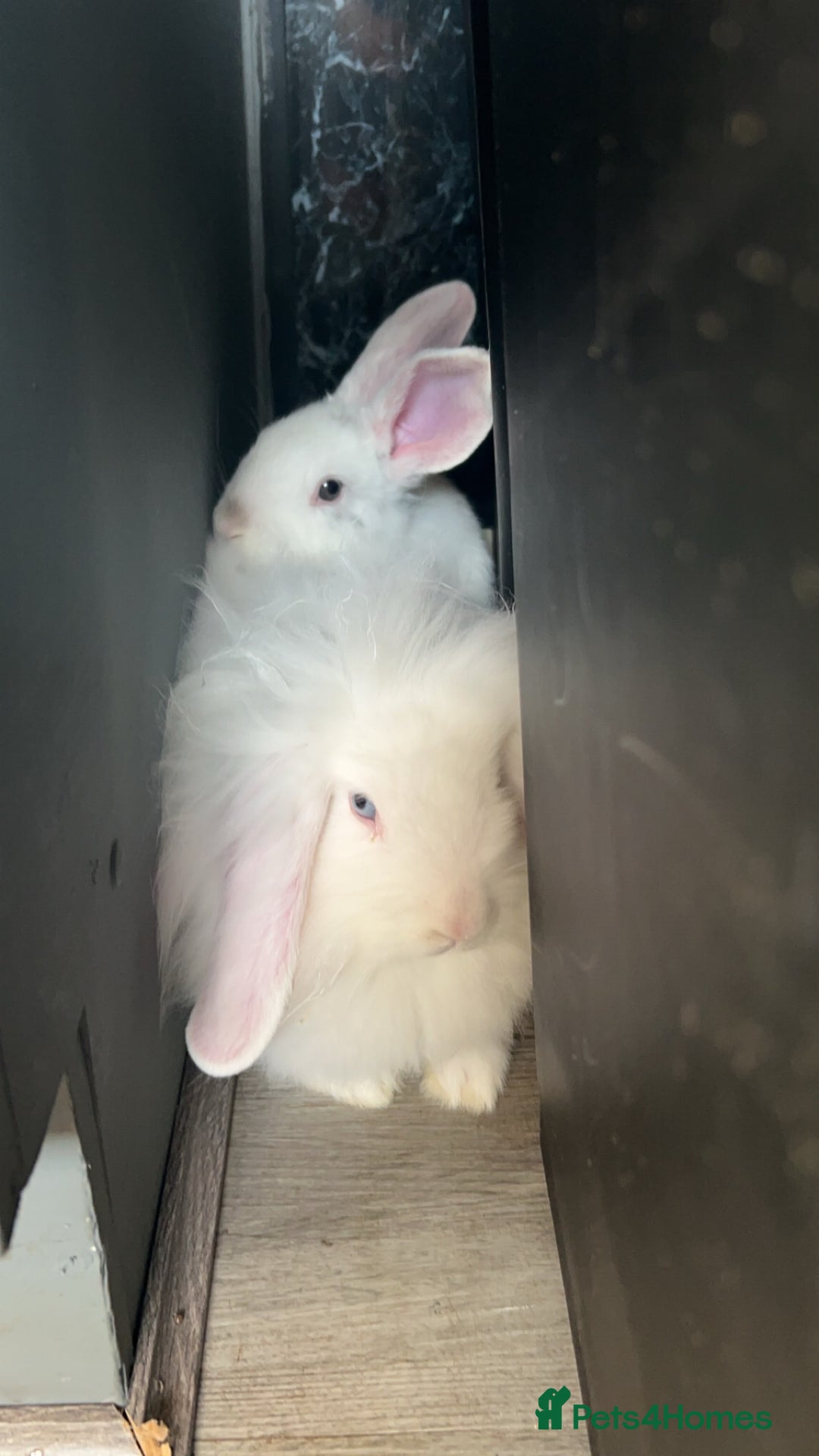 English Lop rabbits for sale: Rabbit  - Image 4