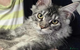 Maine Coon cats for sale: Devon - Image 2