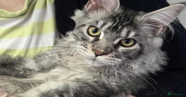 Maine Coon cats - Advert 9