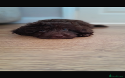 Cockapoo dogs for sale: Chocolate cockapoo 13 weeks old  - Image 2