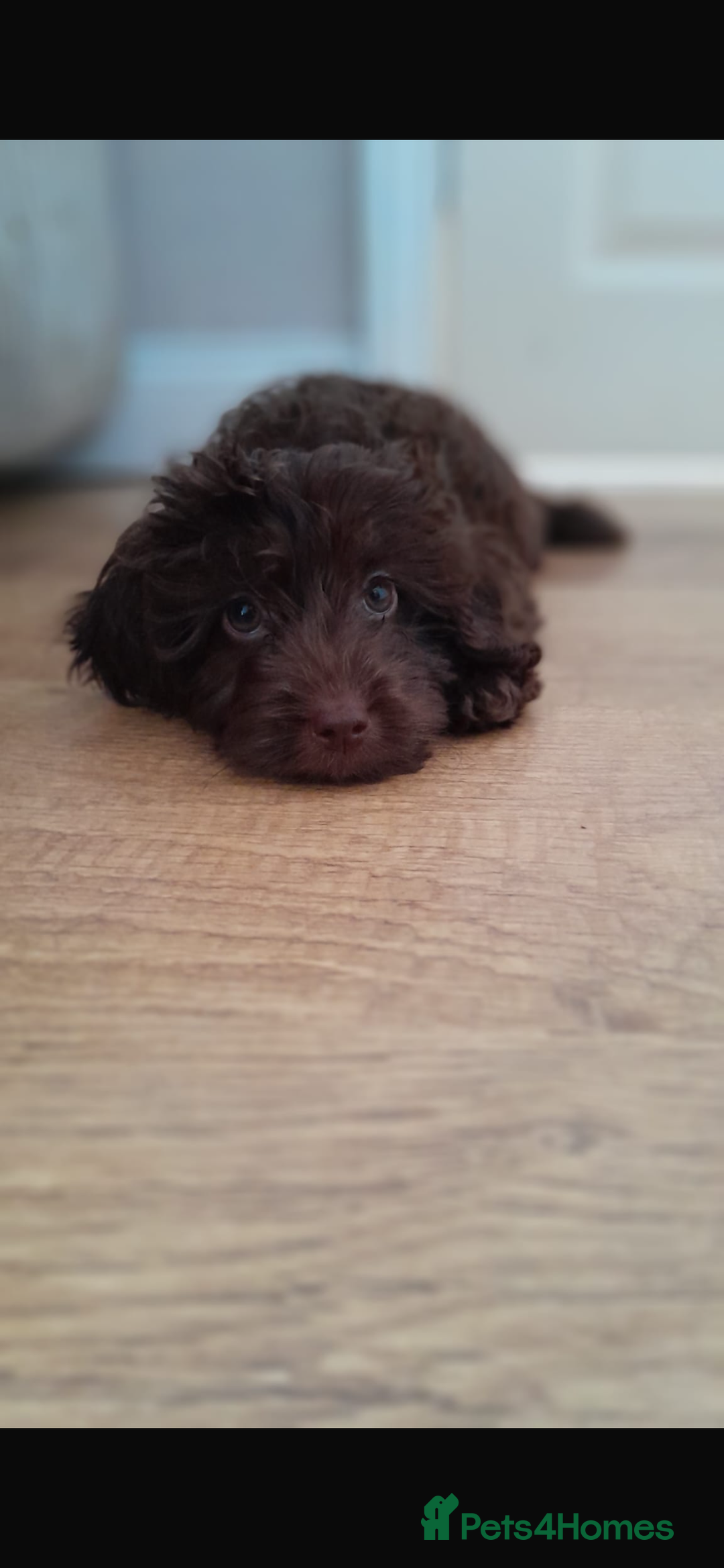 Cockapoo dogs for sale: Chocolate cockapoo 13 weeks old  - Image 2