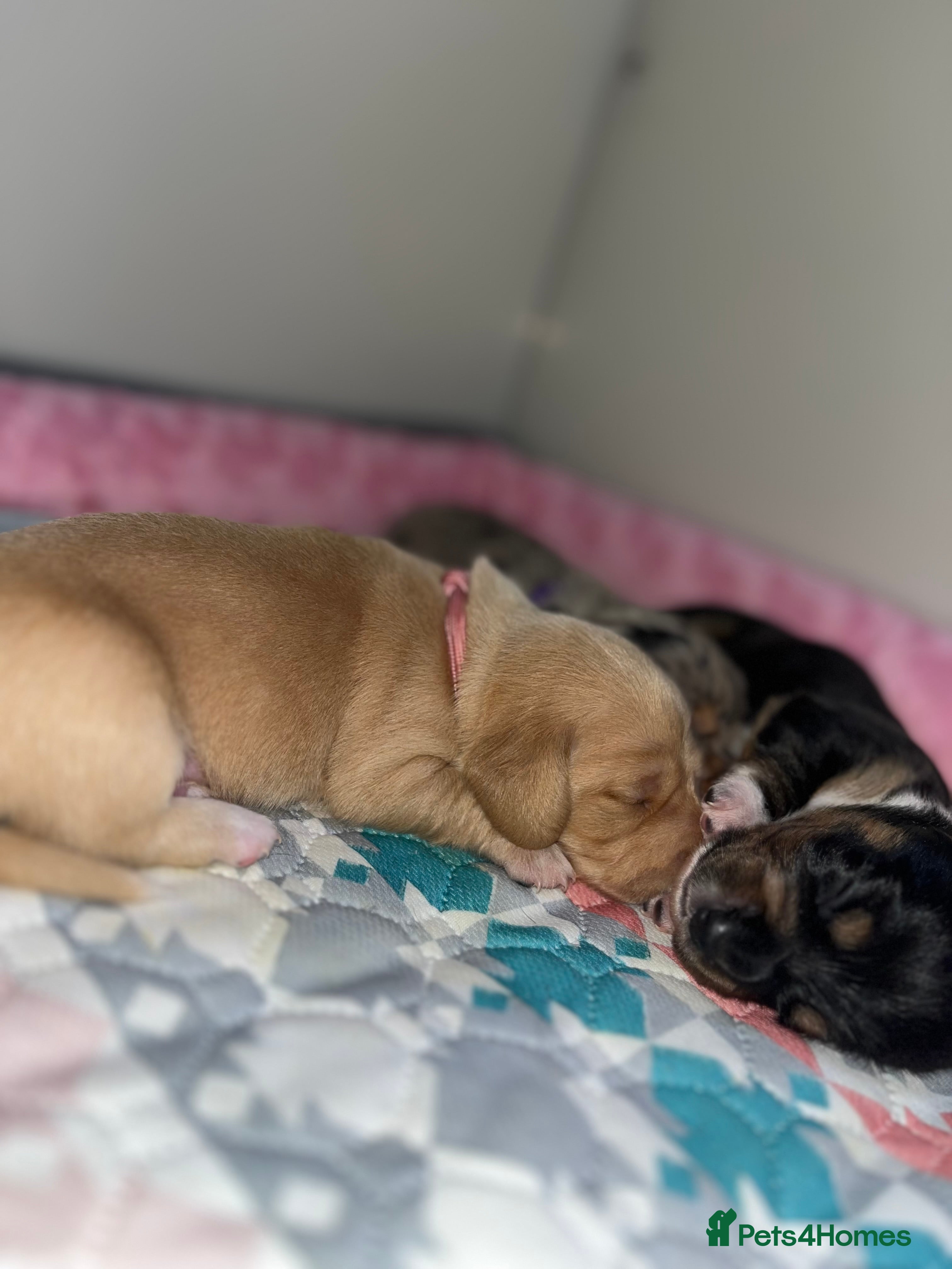 Miniature Dachshund dogs Minature Dachshunds (cream carriers) - Advert 1